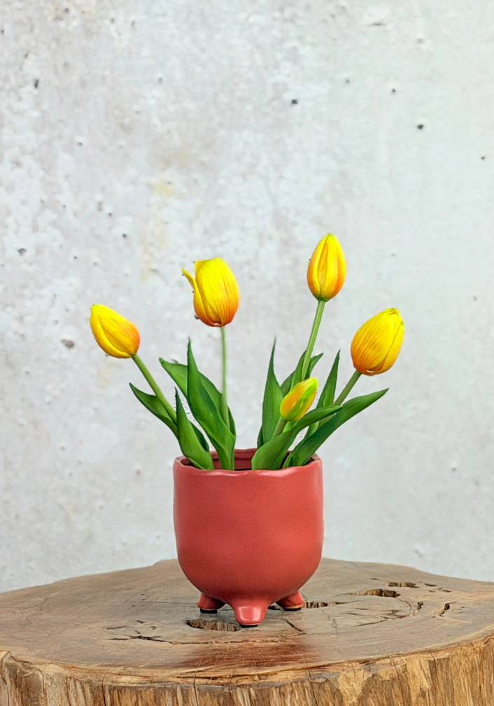 Kunst Tulpen - wit (incl. terracotta pot) | 30cm