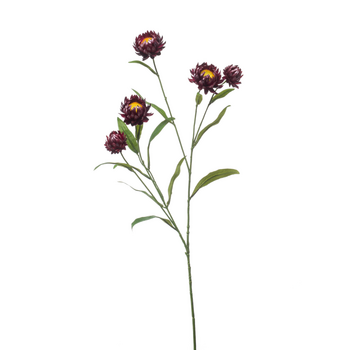 Zijden bloem "Xerochrysum" purple | 70cm