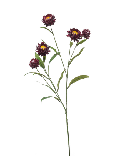 Zijden bloem "Xerochrysum" purple | 70cm