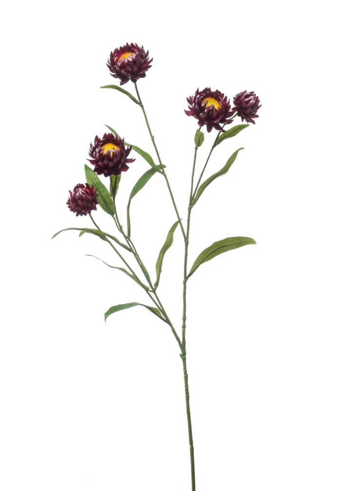 Zijden bloem "Xerochrysum" purple | 70cm