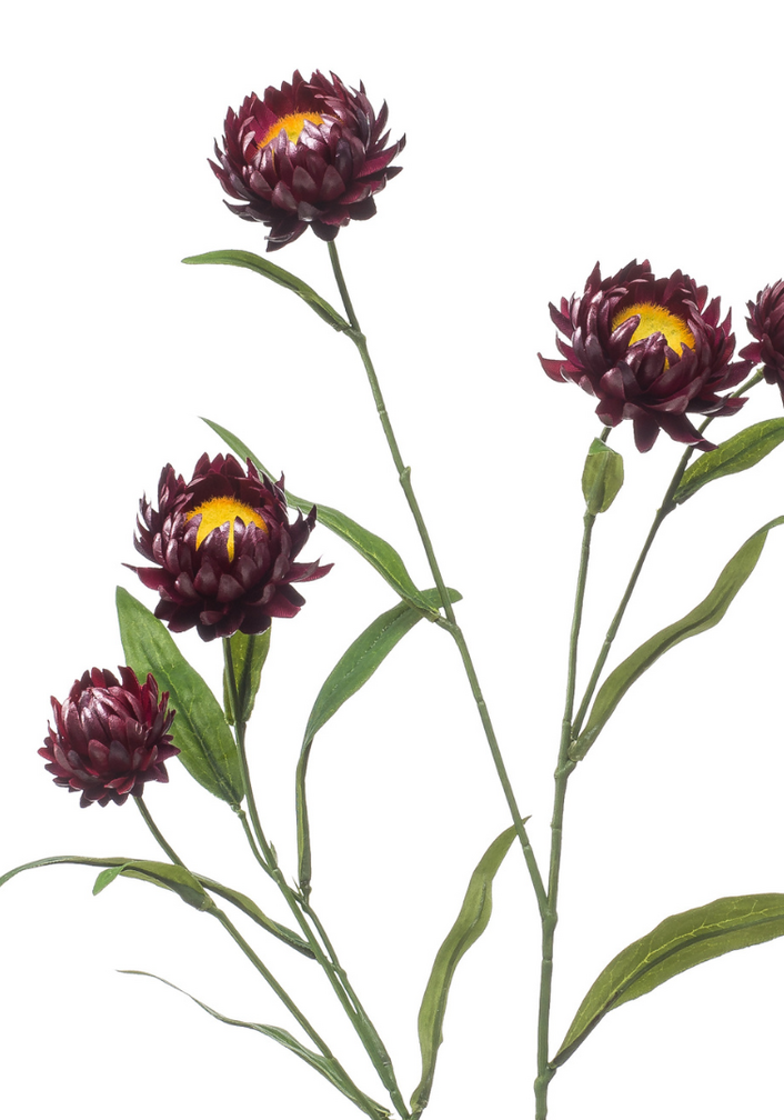 Zijden bloem "Xerochrysum" purple | 70cm