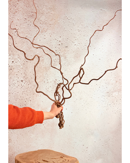 Wilgentakken | 5 takken