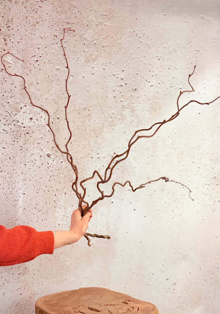 Wilgentakken | 5 takken