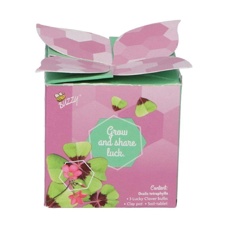 Buzzy® Display Flower Gifts "Klavertje 4"