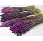 DIY - droogbloemen mix "paars"