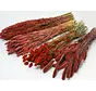 DIY - droogbloemen mix "rood"