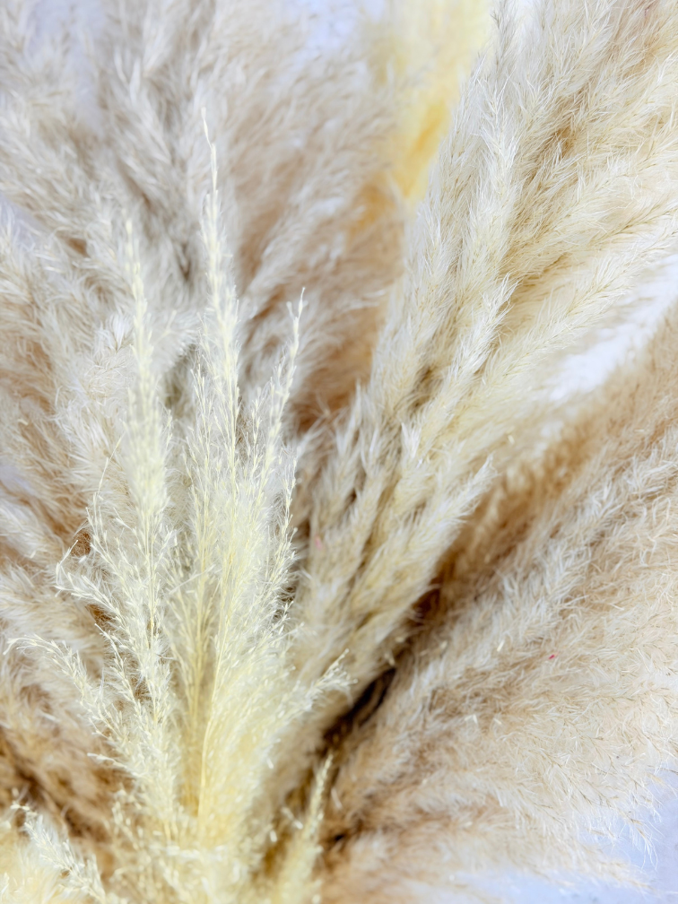 Pampas boeket "Cloudy Dream" | 80cm