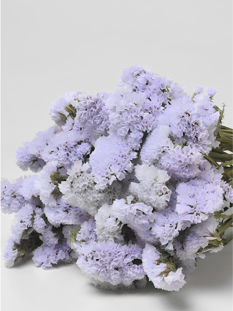 Statice Sinuata 'licht violet'
