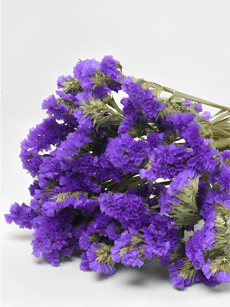 Statice Sinuata 'paars'