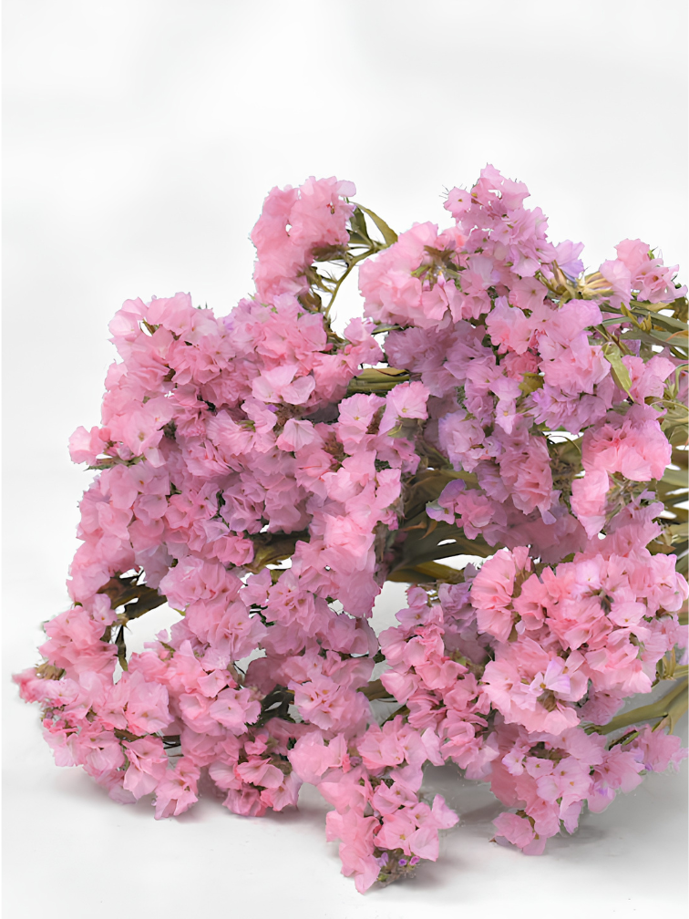 Statice Sinuata 'roze'