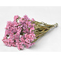 Statice Sinuata 'roze'
