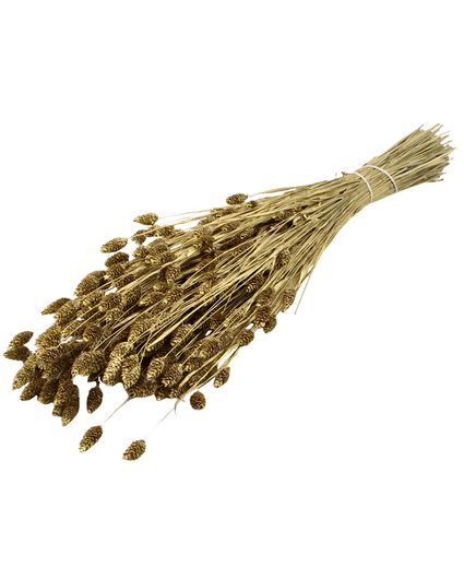 Phalaris 'goud' | gehele bos