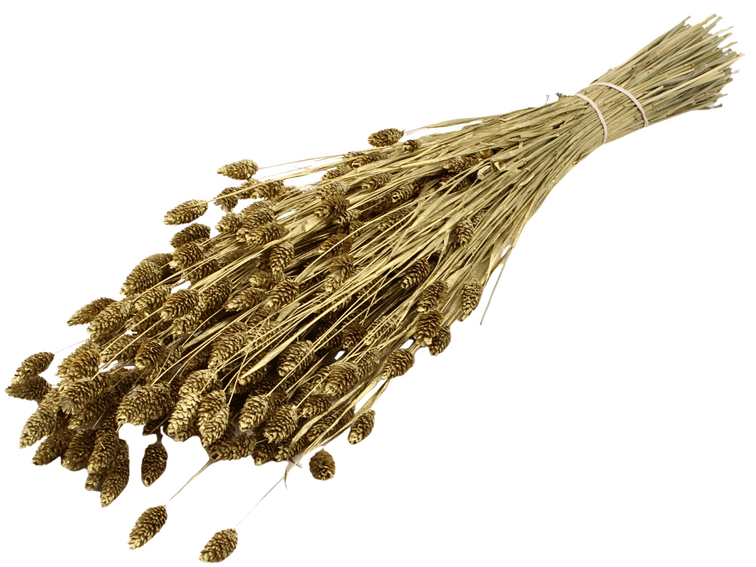 Phalaris 'goud' | gehele bos