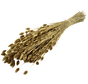 Phalaris 'goud' | gehele bos