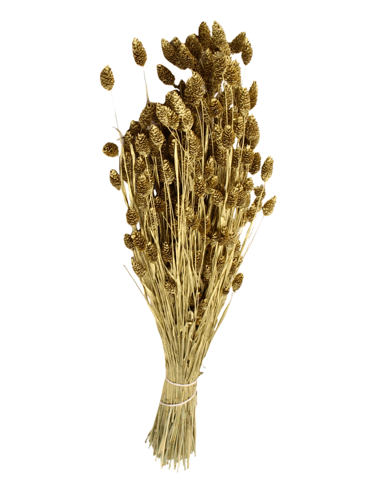 Phalaris 'goud' | gehele bos