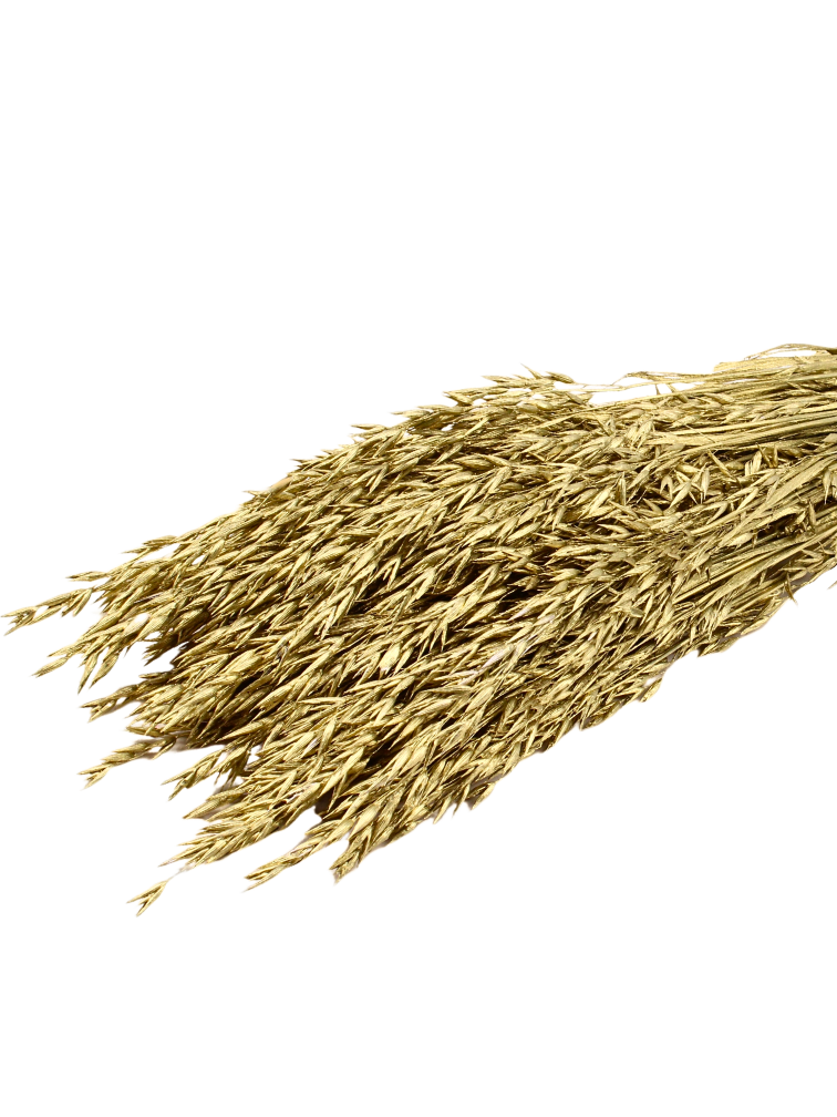 Haver 'goud' | gehele bos