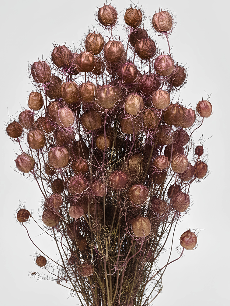 Nigella 'roze' | gehele bos