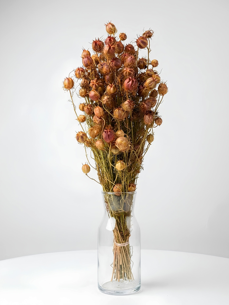Nigella 'oranje' | gehele bos
