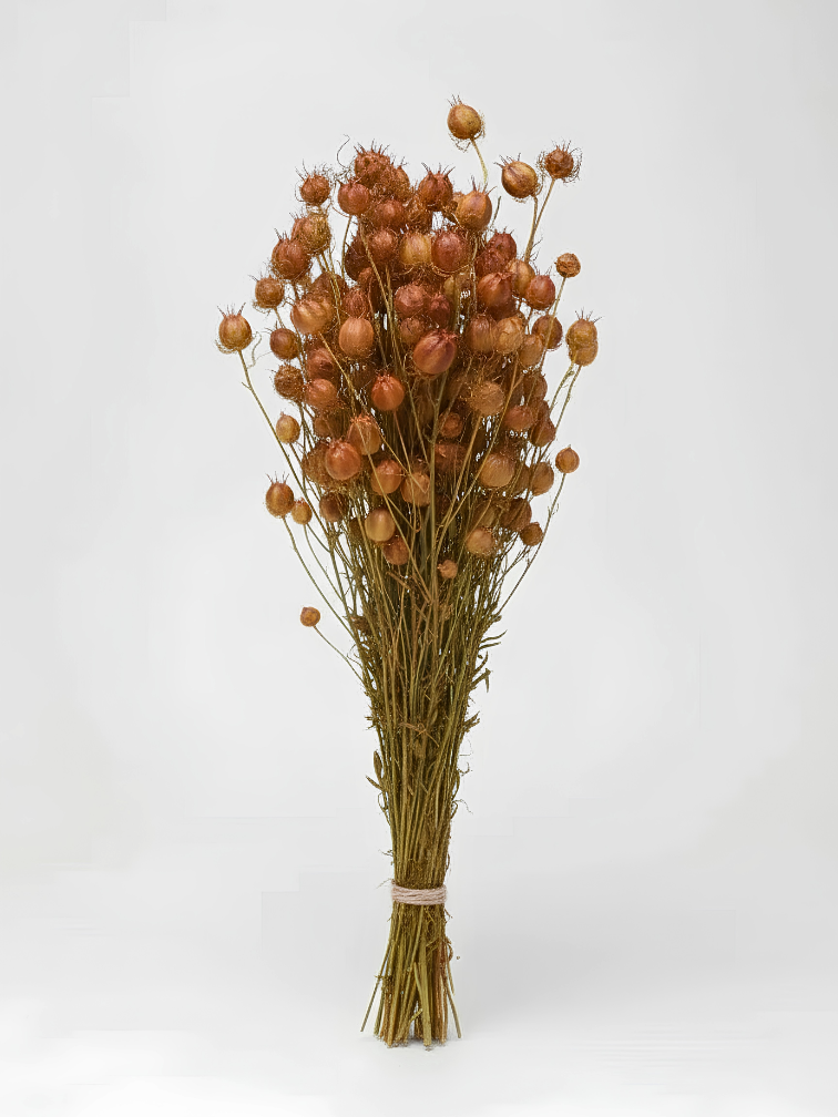 Nigella 'oranje' | gehele bos