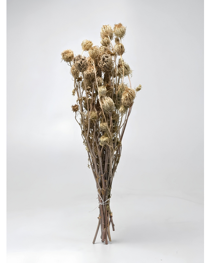 Venkel 'naturel' | gehele bos
