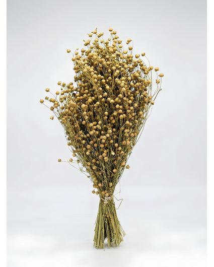 Linum 'naturel' | gehele bos