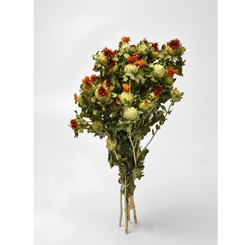 Carthamus 'naturel'