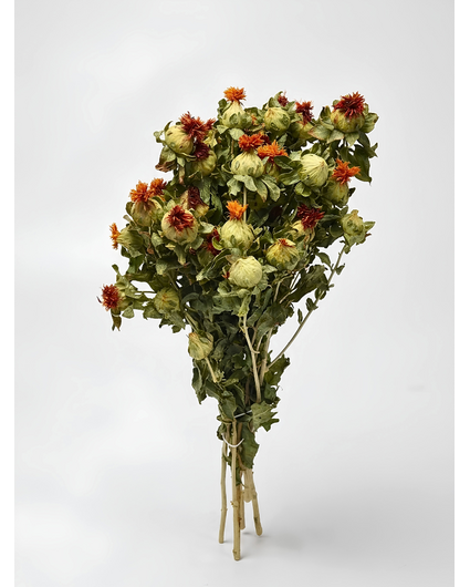 Carthamus 'naturel'