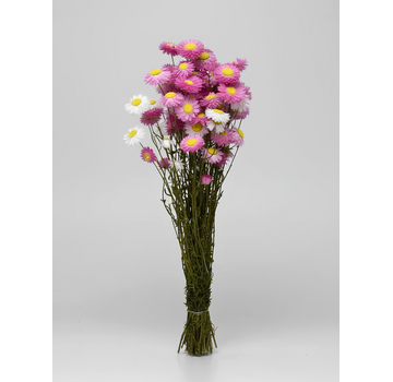 Acroclinium 'roze' | gehele bos