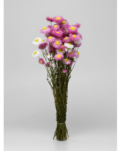 Acroclinium 'roze' | gehele bos