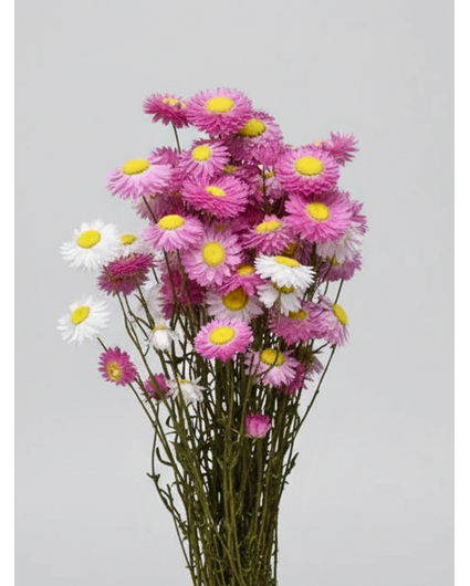 Acroclinium 'roze' | gehele bos