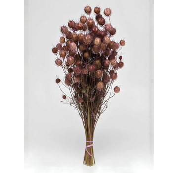 Nigella 'roze' | gehele bos