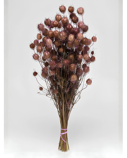 Nigella 'roze' | gehele bos