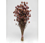 Nigella 'roze' | gehele bos