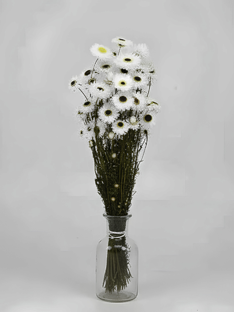 Acroclinium 'wit' | gehele bos