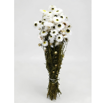 Acroclinium 'wit' | gehele bos