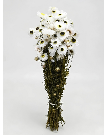 Acroclinium 'wit' | gehele bos