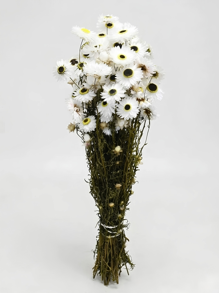 Acroclinium 'wit' | gehele bos