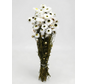 Acroclinium 'wit' | gehele bos