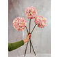 Combi-deal | Zijden bloemenbundel "Hortensia" - roze