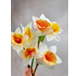 Combi-deal | Zijden bloemenbundel "Naricissen"