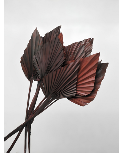 Losse bruine palmbladeren (vijf stuks) | 45cm