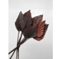 Losse bruine palmbladeren (vijf stuks) | 45cm