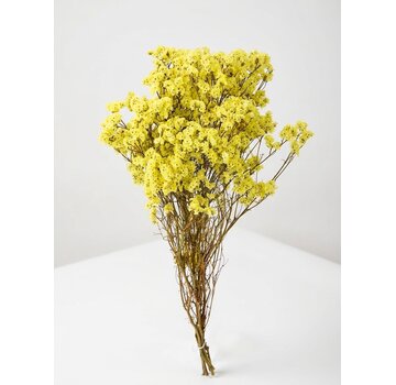 Limonium 'diamond yellow'