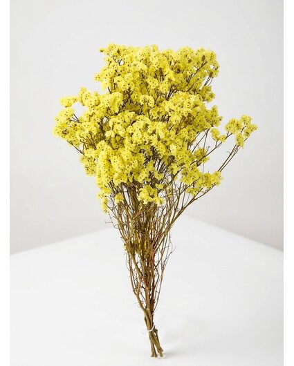 Limonium 'diamond yellow'
