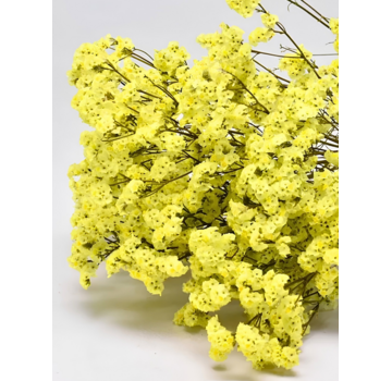 Limonium 'diamond yellow'