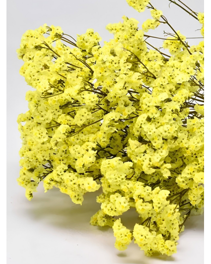 Limonium 'diamond yellow'