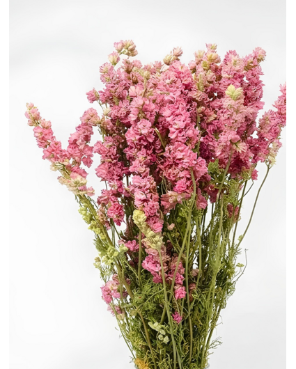 Delphinium 'roze' | gehele bos