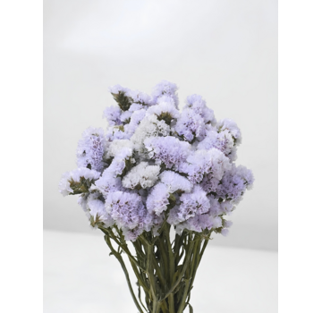 Statice Sinuata 'licht violet'