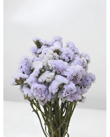 Statice Sinuata 'licht violet'