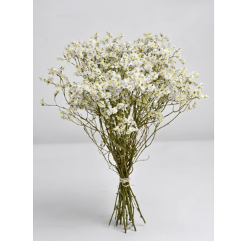 Limonium 'diamond wit'